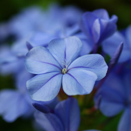 ルリマツリの親木 ルリマツリ - 植物図鑑 - エバーグリーン